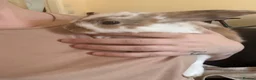New Zealand rabbits for sale: 3 girl New Zealand bunny rabbits left - Advert 6