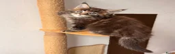 Maine Coon cats for sale: 🐾 FIVE MAINE COON (TWO POLYDACTYL)  - Advert 17