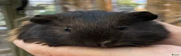 Guinea Pig rodents for sale: Lovely baby guinea pigs  - Advert 15