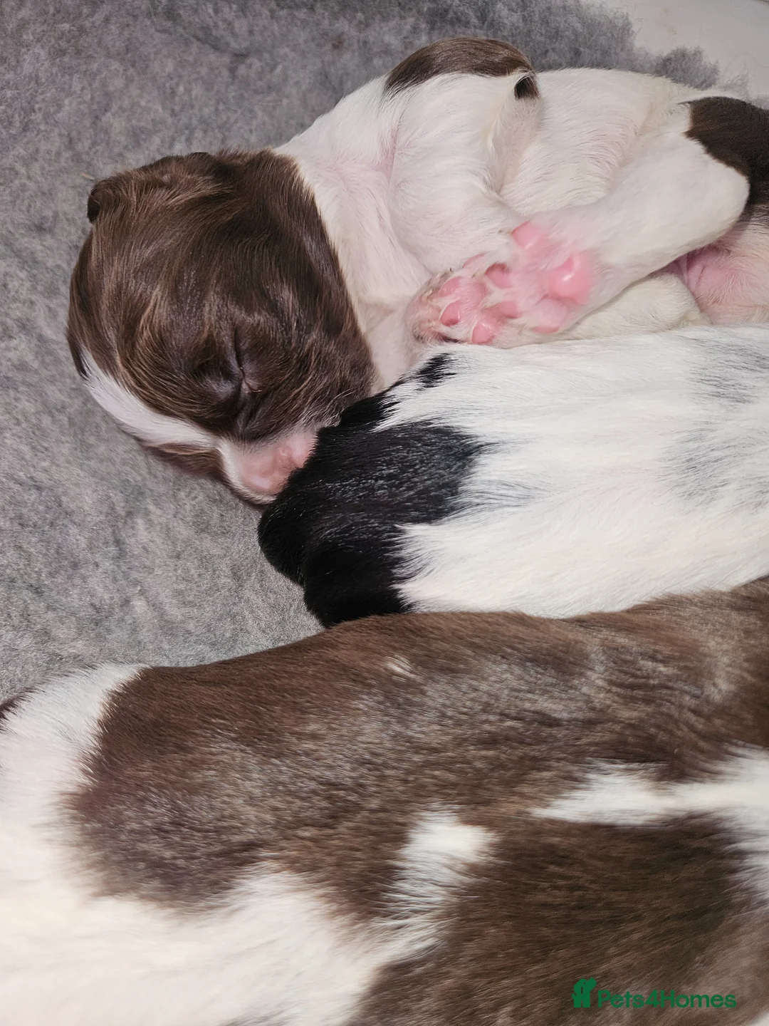 English Springer Spaniel dogs for sale: English Springer Spaniel pups  in Machynlleth - Advert 16