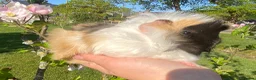 Guinea Pig rodents for sale: Guinea Pig Looking for their forever homes  - Advert 5