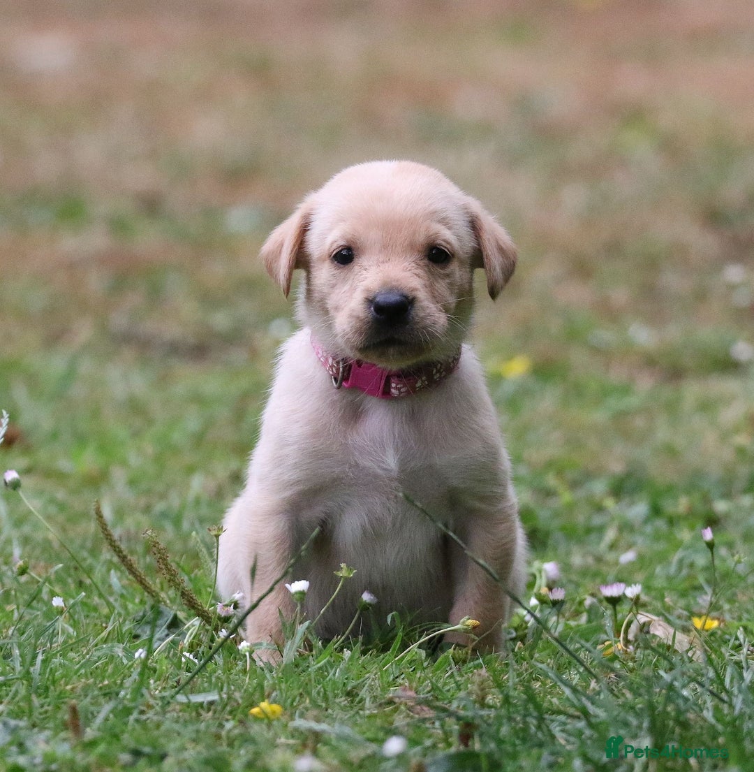 Labrador Retriever dogs for sale: KC registered traditional working Labrador puppies - Image 4