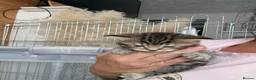 Mixed Breed cats for sale: Adorable Tabby X British short hair Kittens - Advert 6