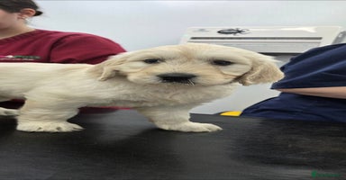 Goldendoodle dogs - Advert 3