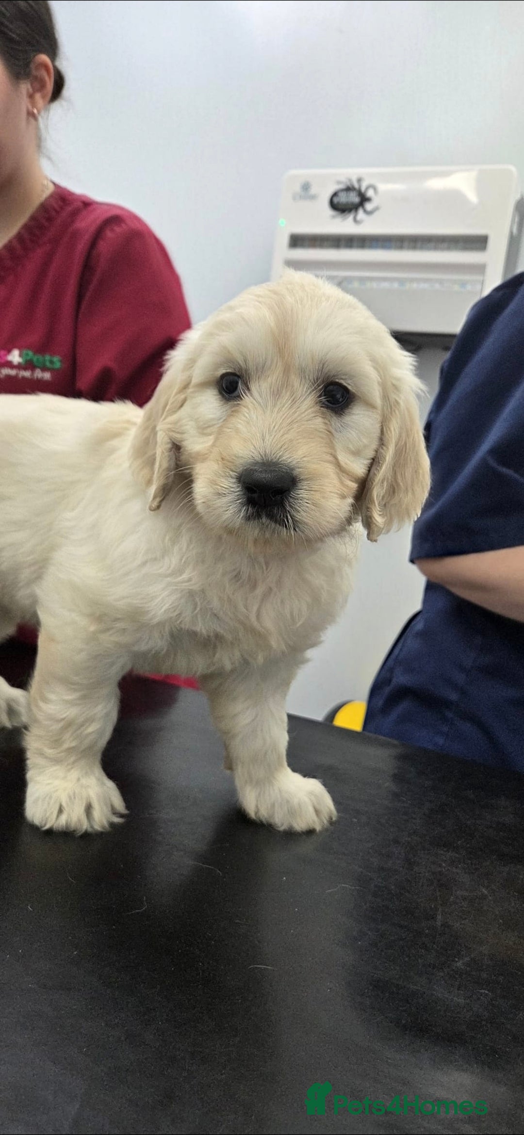 Goldendoodle dogs for sale: Goldendoodle retriever  - Image 3