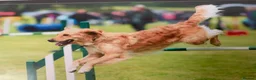 Golden Retriever dogs for sale: Golden Retriever puppies  in Saltburn-by-the-Sea - Advert 22