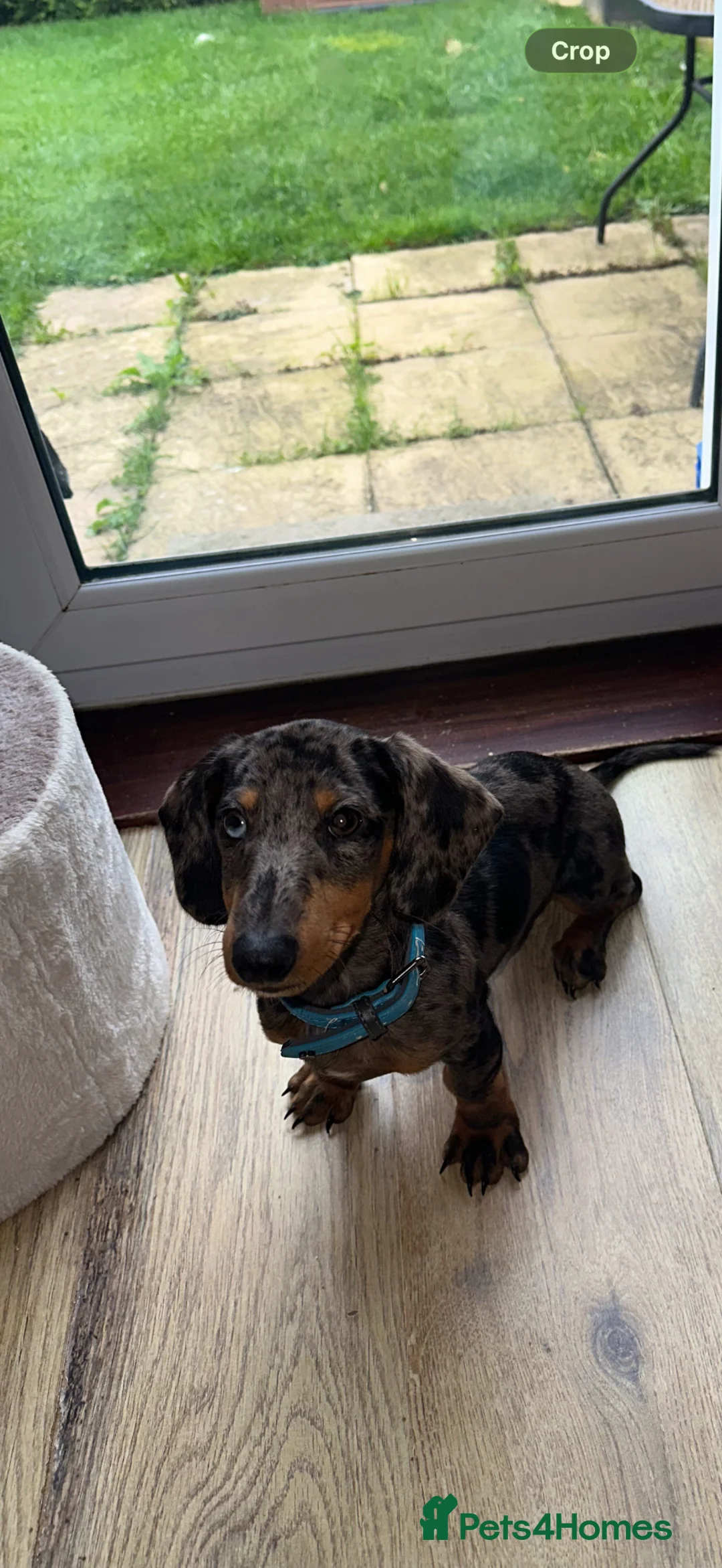 Dachshund dogs for sale: Male dachshund  - Advert 2
