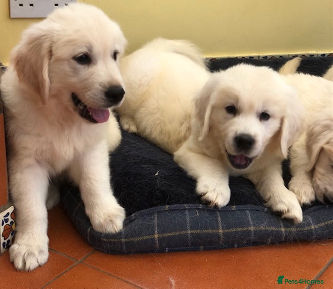 Golden Retriever dogs for sale: Home bred Chunky cream Goldie pups - Image 22