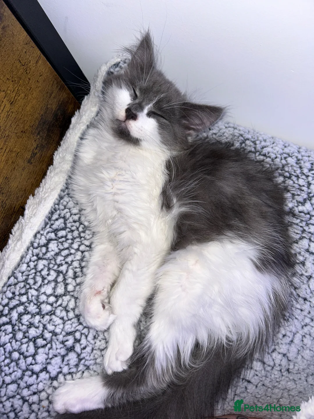 Mixed Breed cats for sale: 4 of my beautiful girls seeking new homes - Advert 7