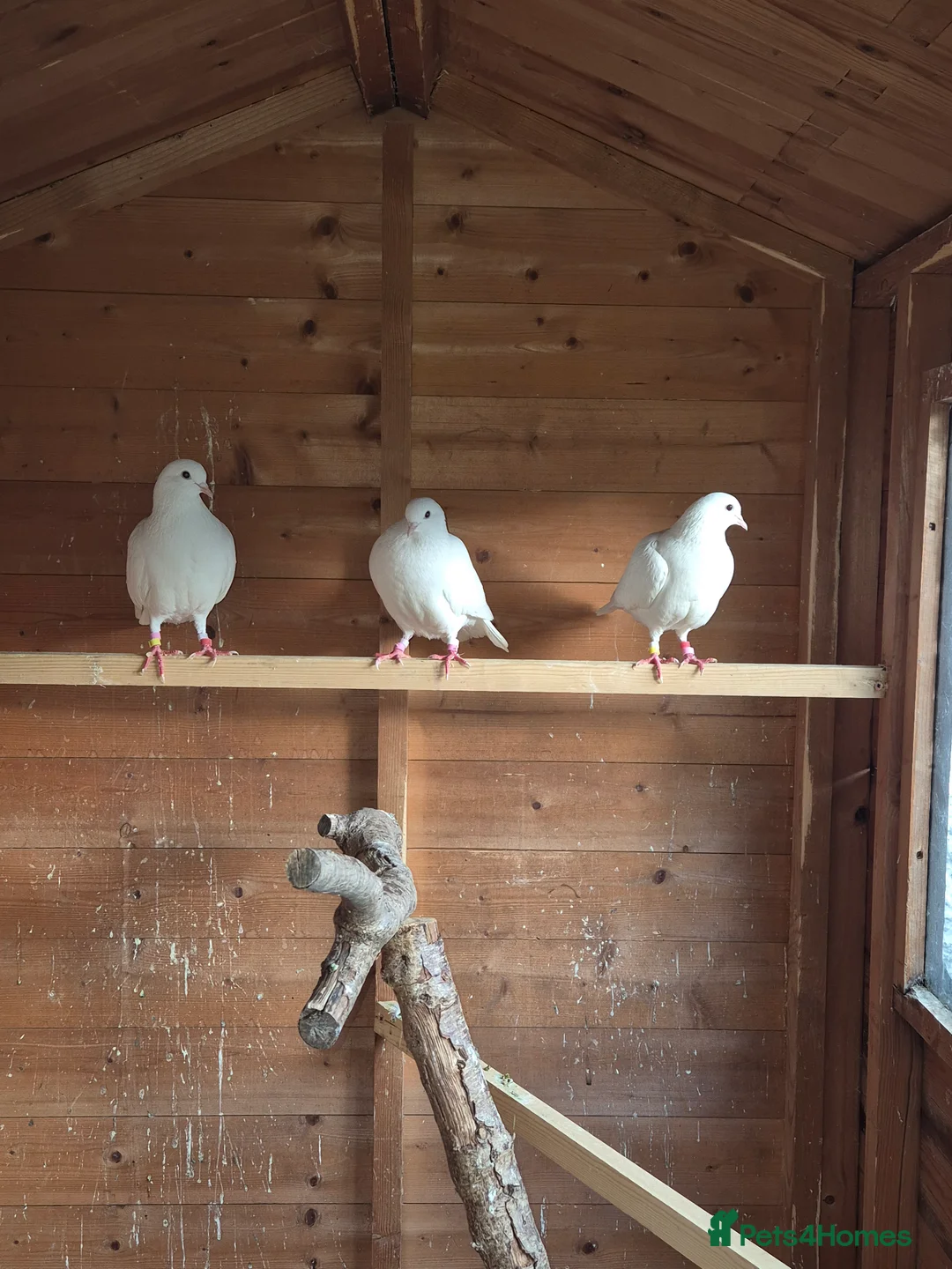 Pigeons birds for sale: 3 Stunning White Pigeons For Sale - Advert 2