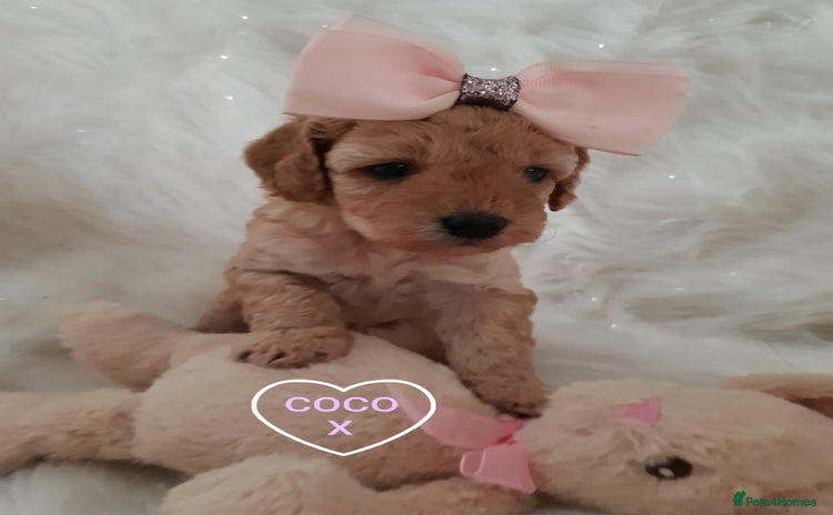 Cavapoo dogs - Advert 2