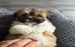 Lhasa Apso dogs for sale: 6 beautiful Lhasa's ONLY ONE BOY AND 1 GIRL LEFT  - Image 28