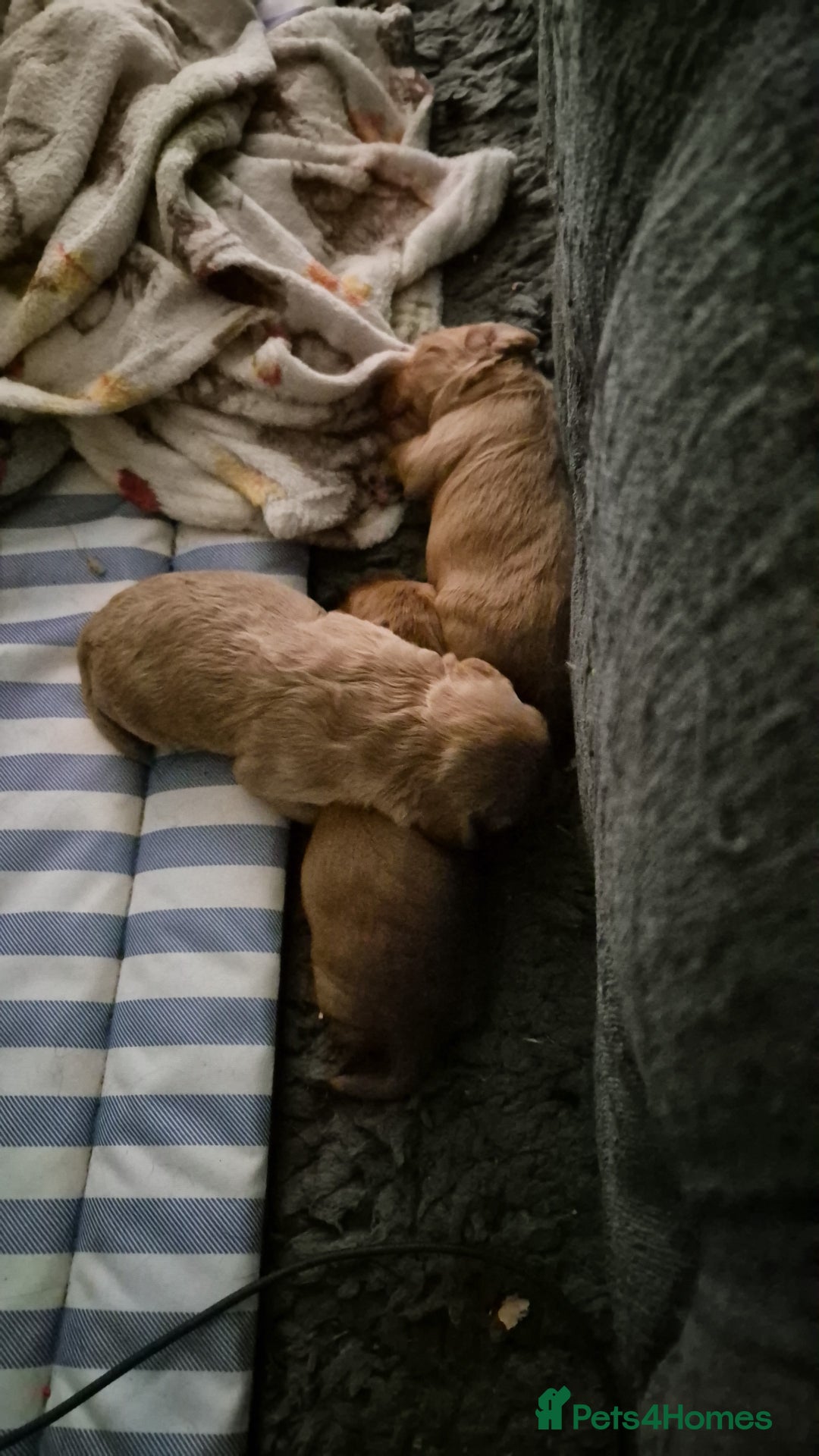 Cockapoo dogs for sale: Beautiful fb1 cockerpoos - Image 3