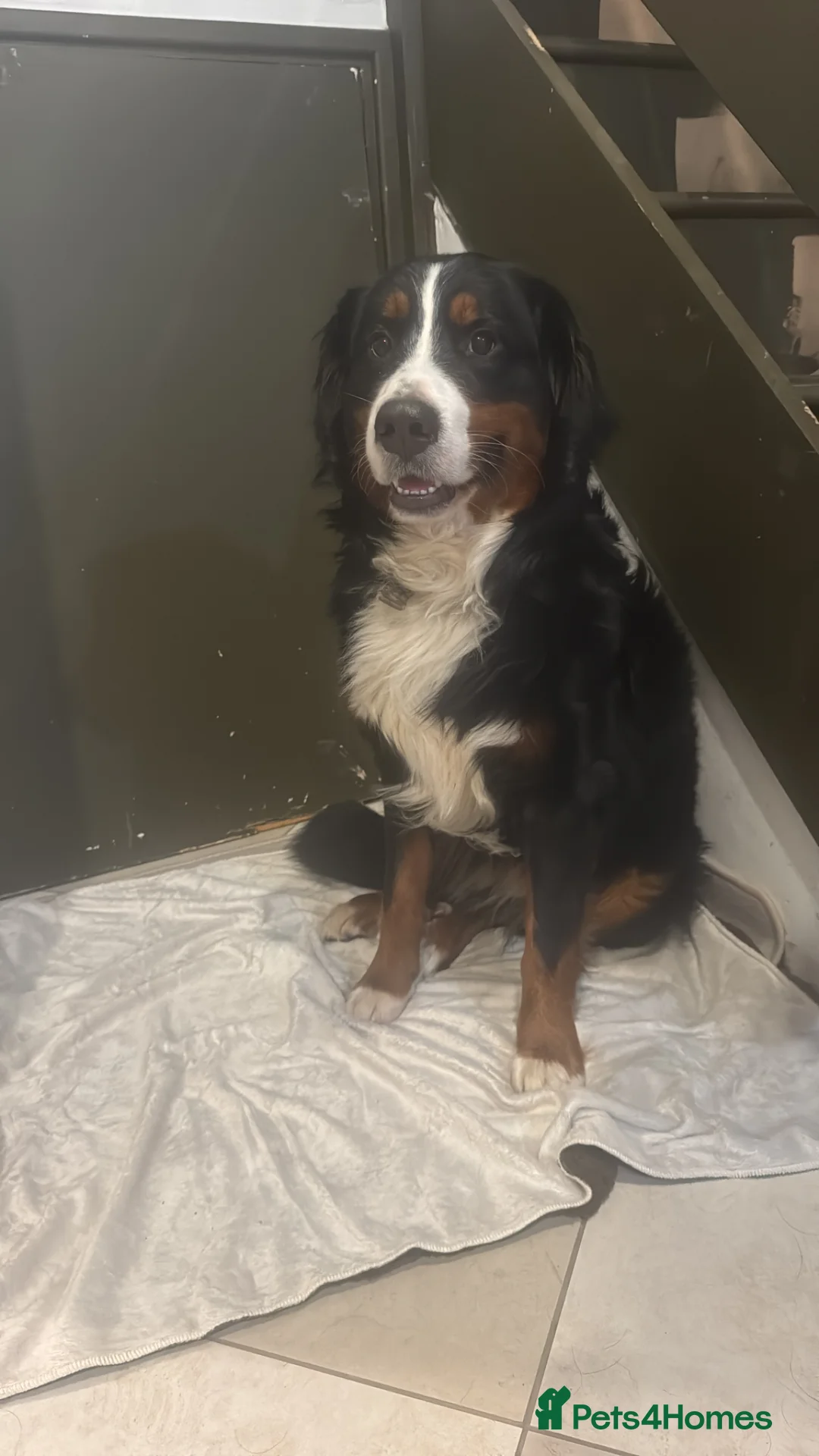 Bernese Mountain Dog dogs for sale: Bernese Mountain Dog Ace for Rehome - Advert 2