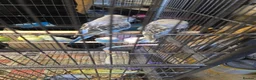 Budgerigars birds for sale: Budgies  - Advert 11
