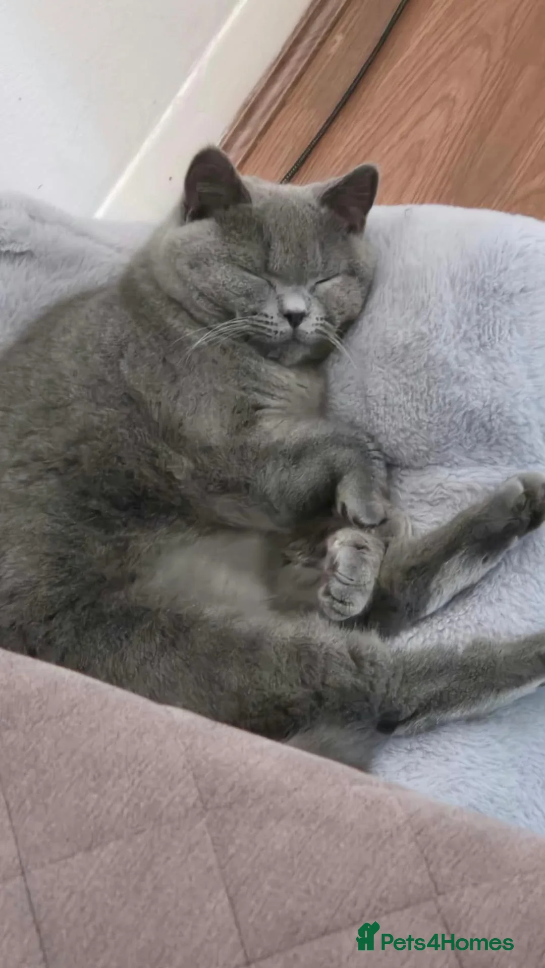 British Shorthair cats for sale:  Female British Shorthair  in Wellingborough - Advert 2