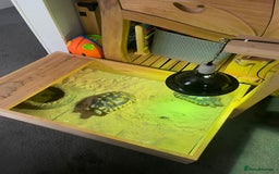 Tortoise reptiles for sale: Marinated breeding pair of tortoises  - Image 5