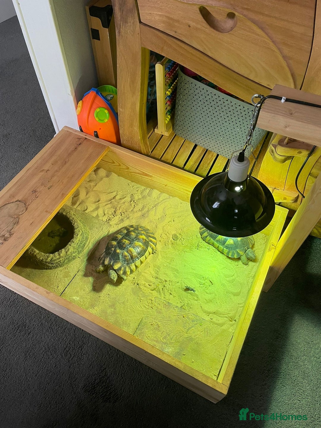Tortoise reptiles for sale: Marinated breeding pair of tortoises  - Image 5