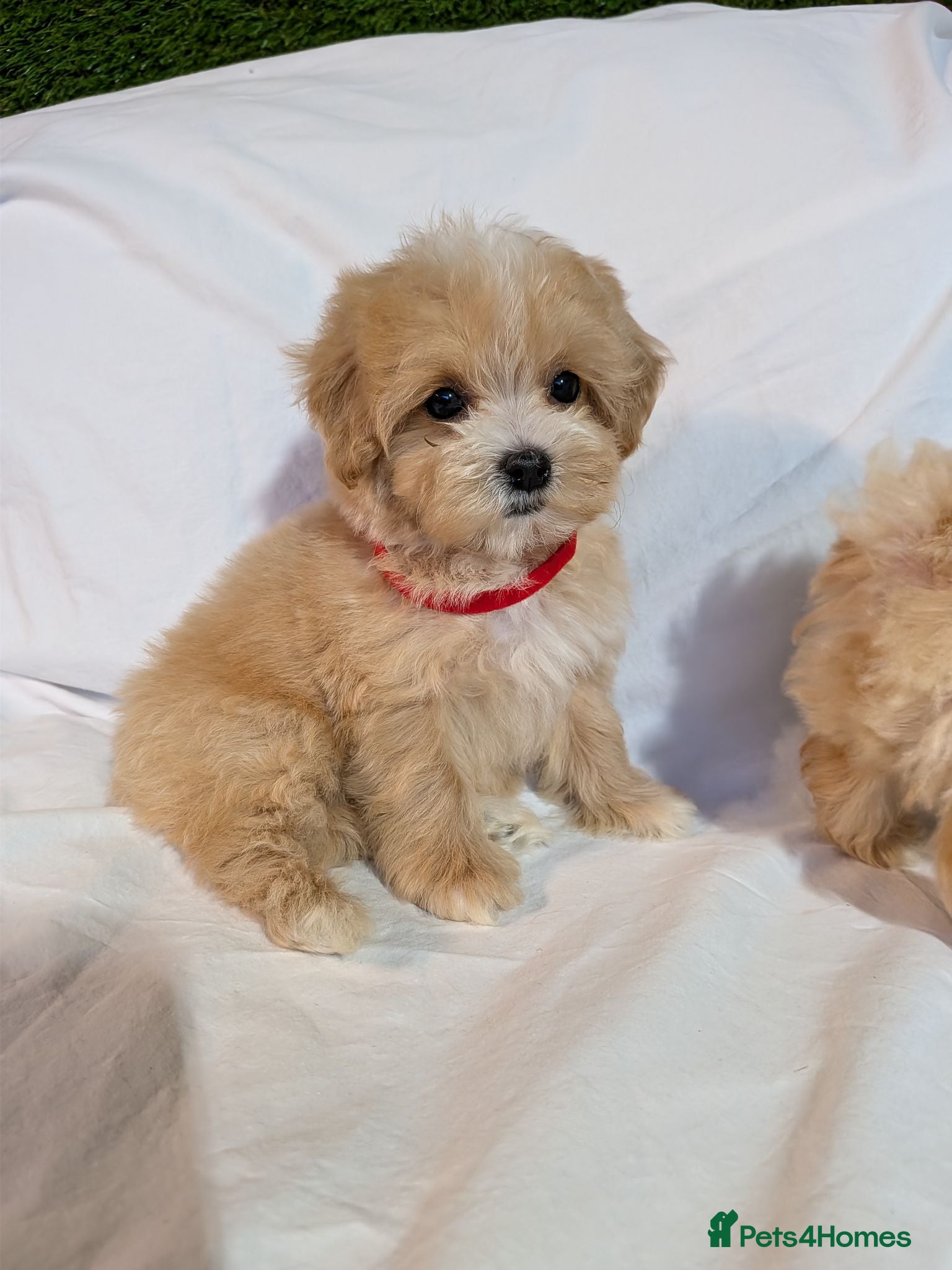 Maltipoo dogs Lovely Maltipoo Puppies Ready To Leave - Advert 1