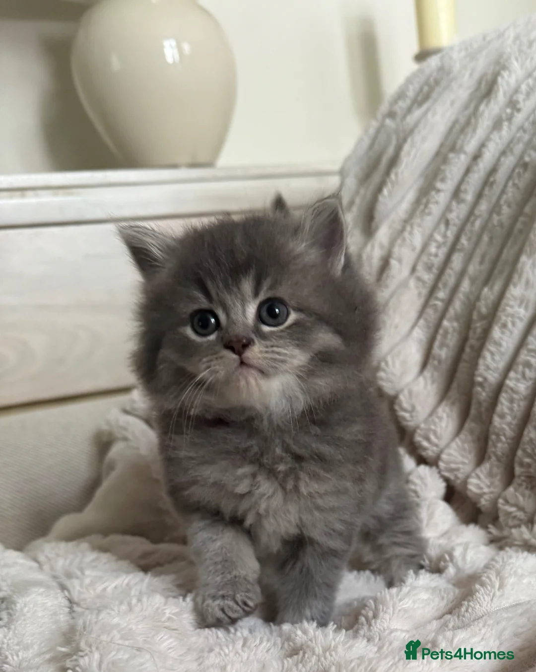 Scottish Fold cats for sale: Scottish fold x  - Advert 2