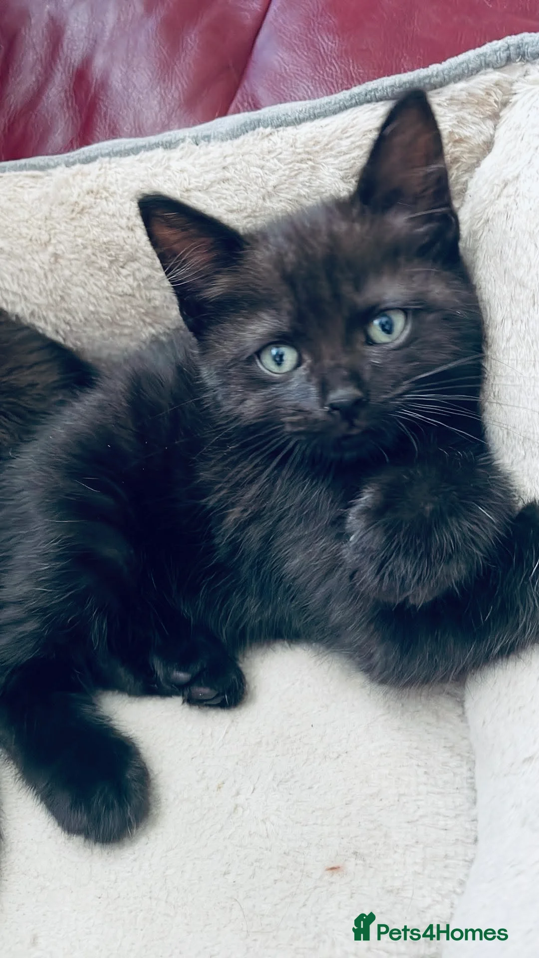 Ragdoll cats for sale: Ragdoll mixed male  cats - Advert 2