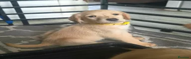 Labradoodle 6
