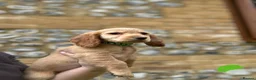 Cocker Spaniel dogs for sale: Gorgeous KC working type cocker spaniel puppies  - Advert 8