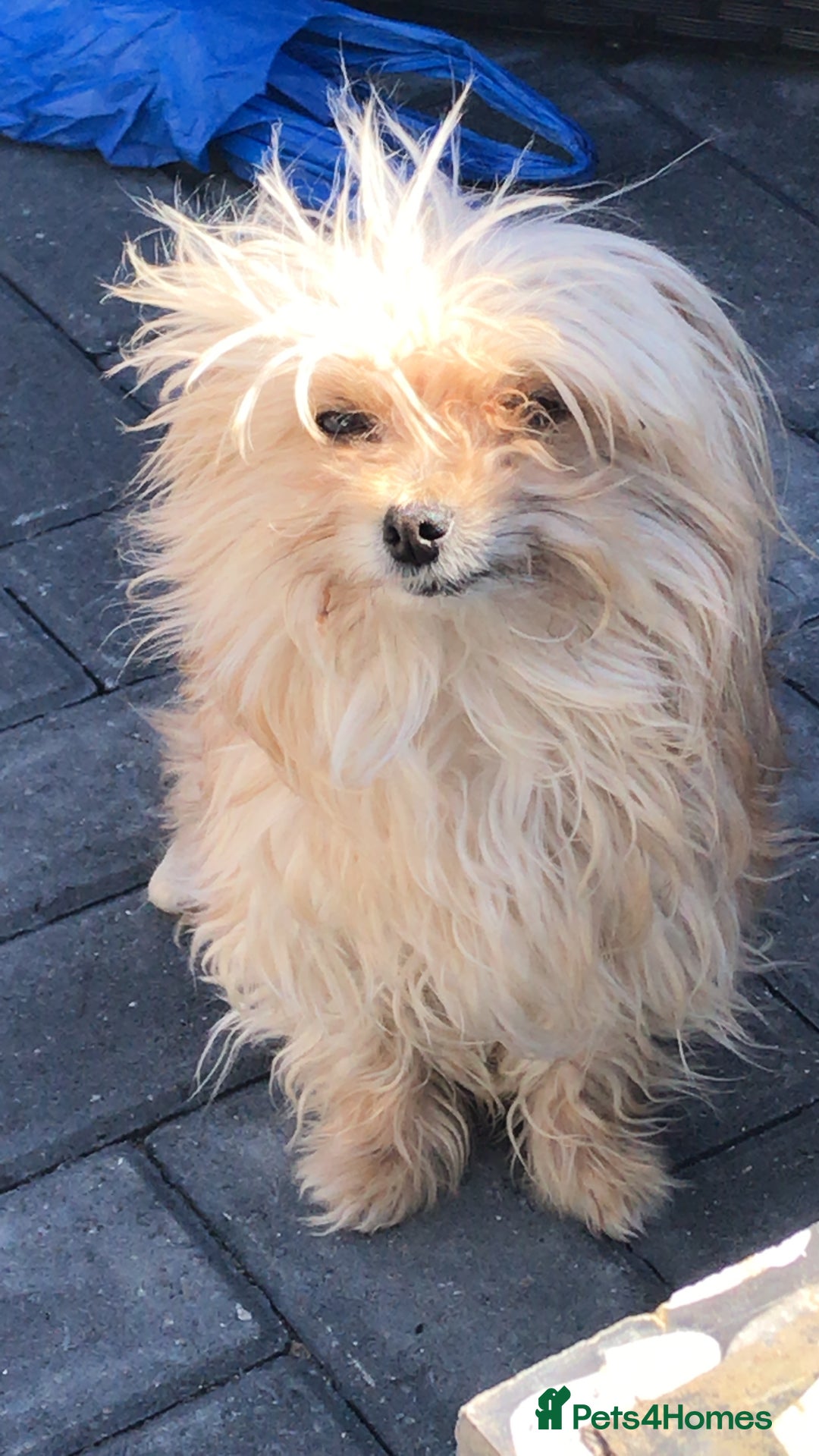 Chihuahua dogs for sale: Pure Breed Chihuahua male - Advert 13