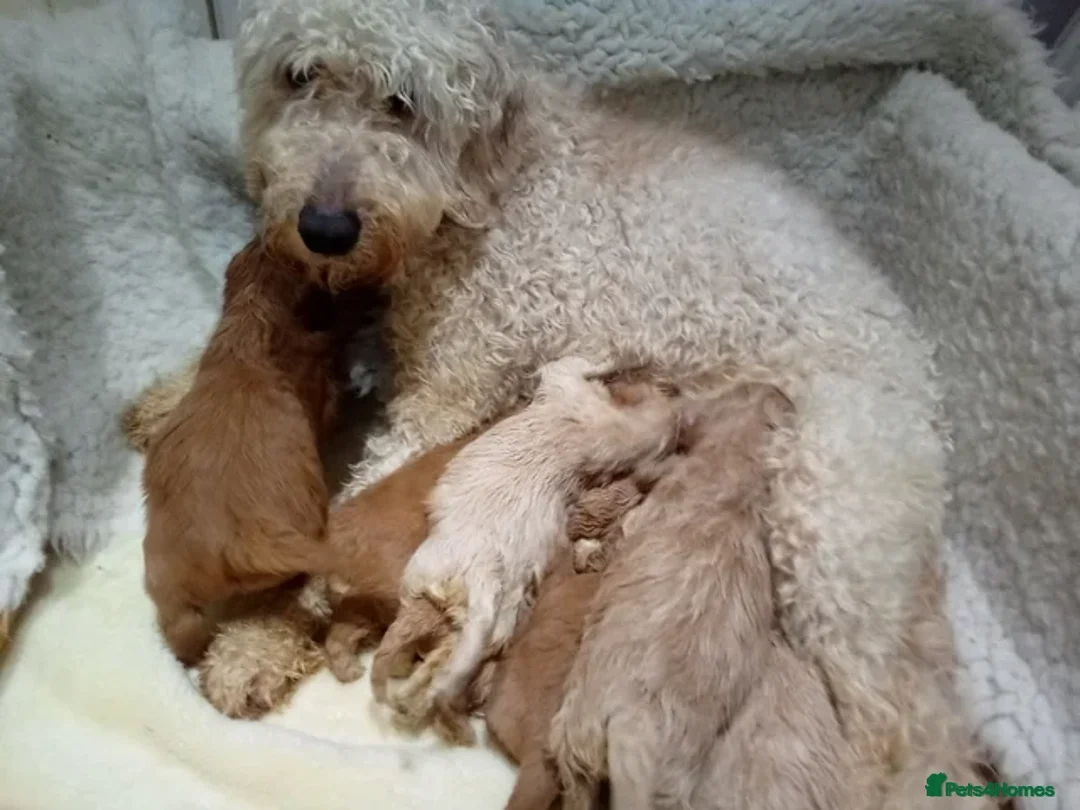 Goldendoodle dogs for sale: Double Doodle Puppy - rehoming  in Redcar - Advert 7
