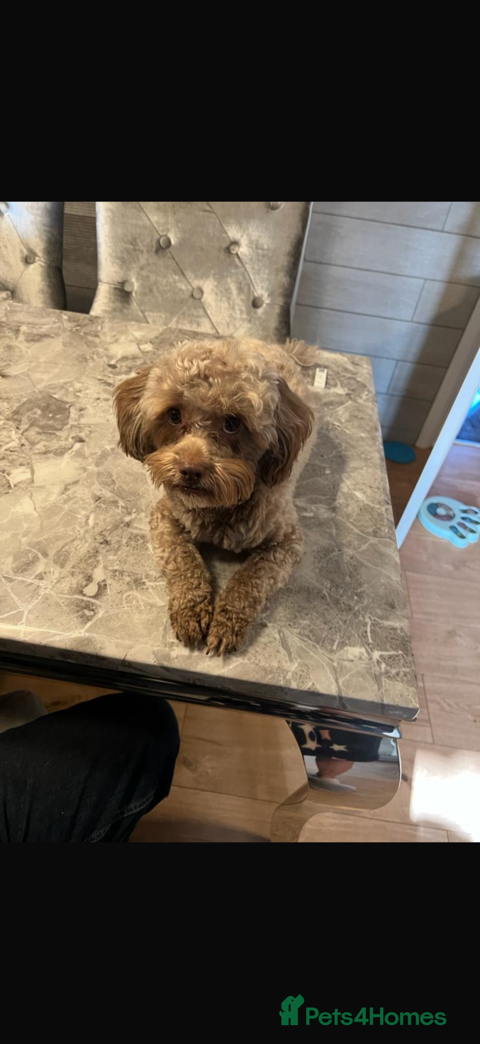 Shihpoo dogs 8 shihpoo puppies for sale - Advert 1
