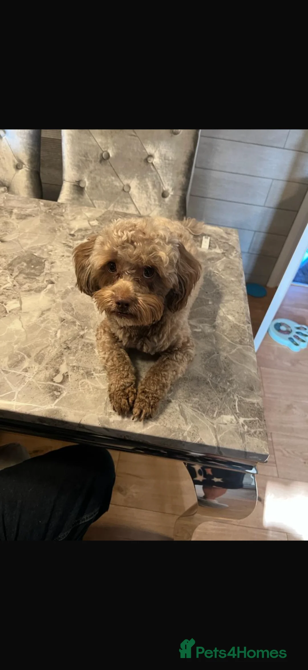 Shihpoo dogs for sale: 8 shihpoo puppies for sale - Advert 1