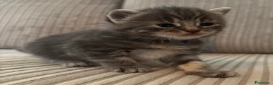 7 Grey Tabby - Purple collar 