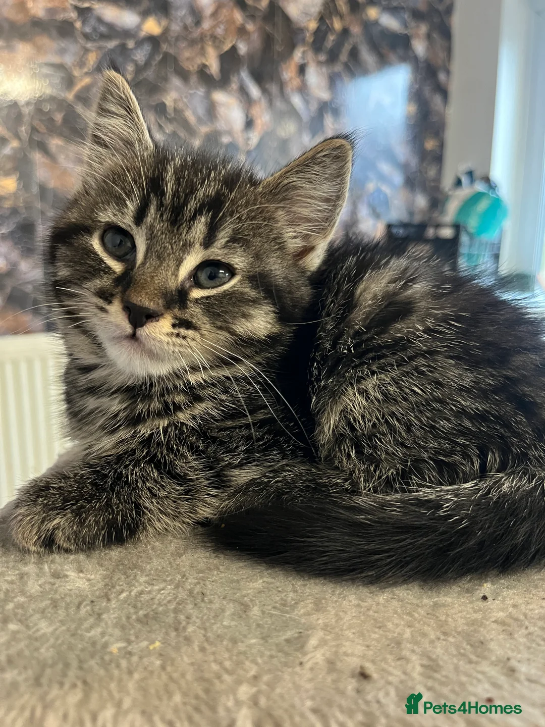 Mixed Breed cats for sale: Stunning Mixed Breed Tabby Male Kittens Available - Advert 6