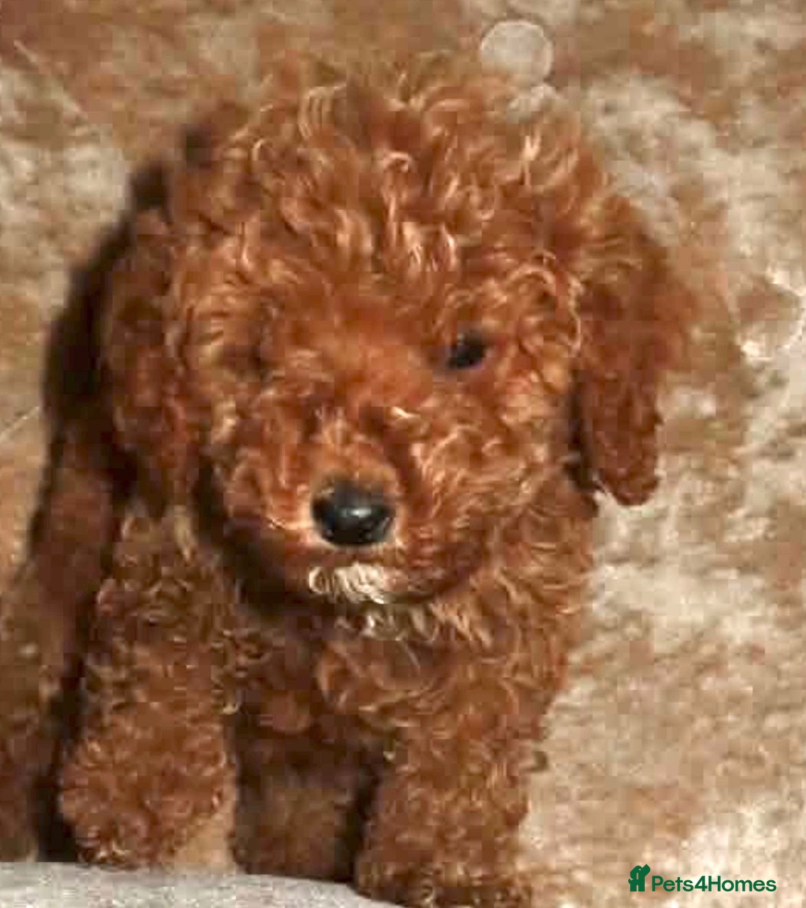 Cockapoo dogs for sale: Mini toy cockapoos - Advert 1