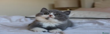 British Shorthair Kitten 2