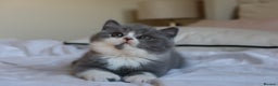 British Shorthair cats for sale: Stunning last baby liliac British shorthair  - Advert 7