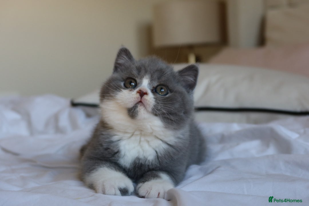 British Shorthair cats for sale: Stunning last baby liliac British shorthair  - Advert 7