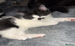Mixed Breed cats for sale: Adorable Kittens Looking for Loving Homes  - Image 3