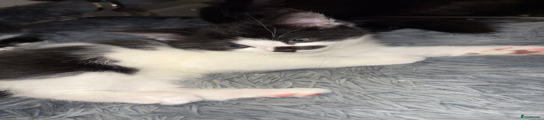 Mixed Breed Kitten 3