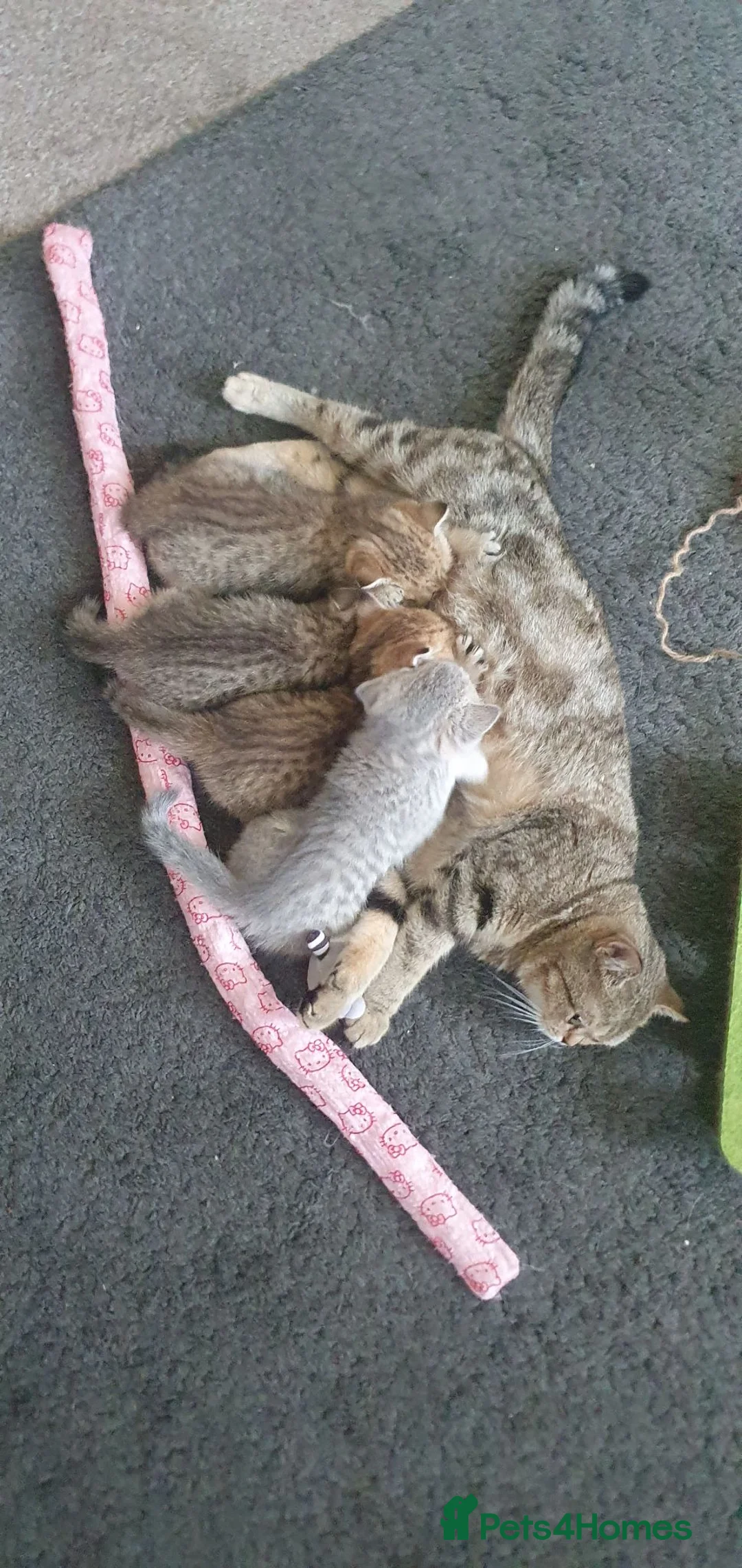 British Shorthair cats for sale: British Shorthair Blue & Black Gold Spotted Tabby  - Advert 22