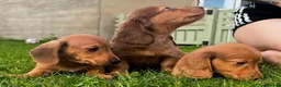 Miniature Dachshund dogs for sale: Red long hair miniature daschund puppies - Advert 17