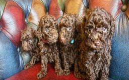 Toy Poodle dogs for sale: Gorgeous chocolate tiny toy poodles  - Image 8