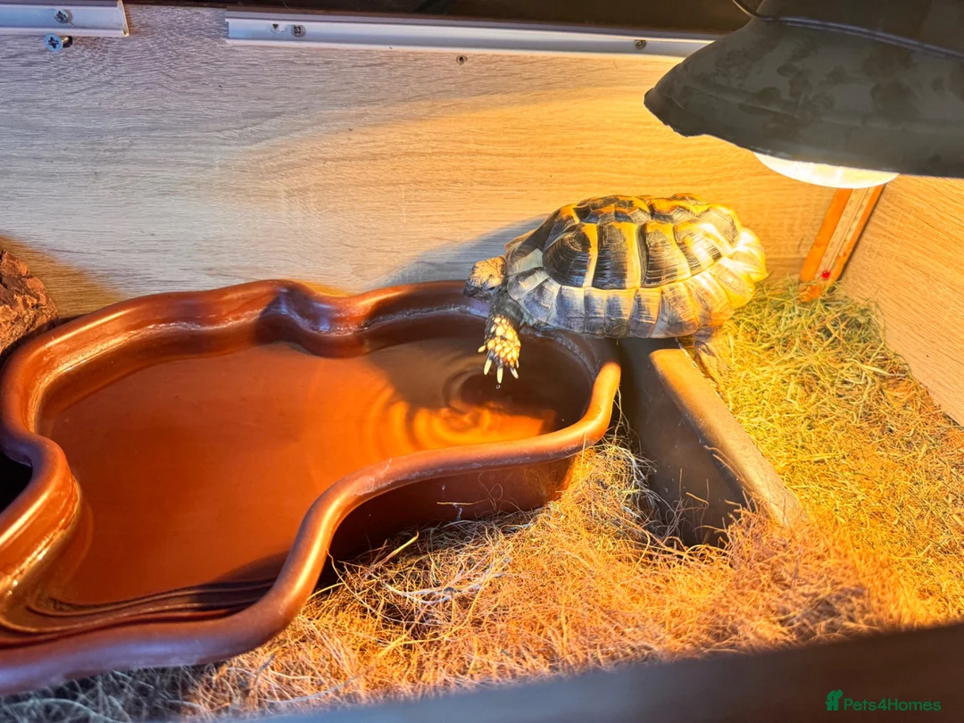 Tortoise reptiles for sale: Tortoise  - Advert 2