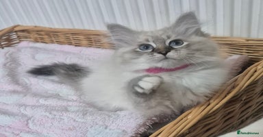 Siberian cats - Advert 1