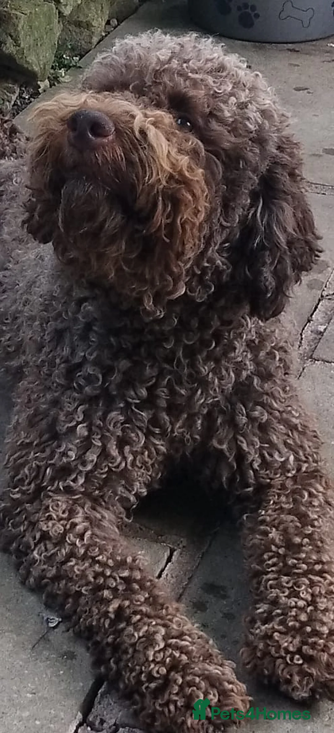 Lagotto Romagnolo dogs for stud: Kc reg proven dna tested lagotto  for stud £700 in Belper - Advert 16