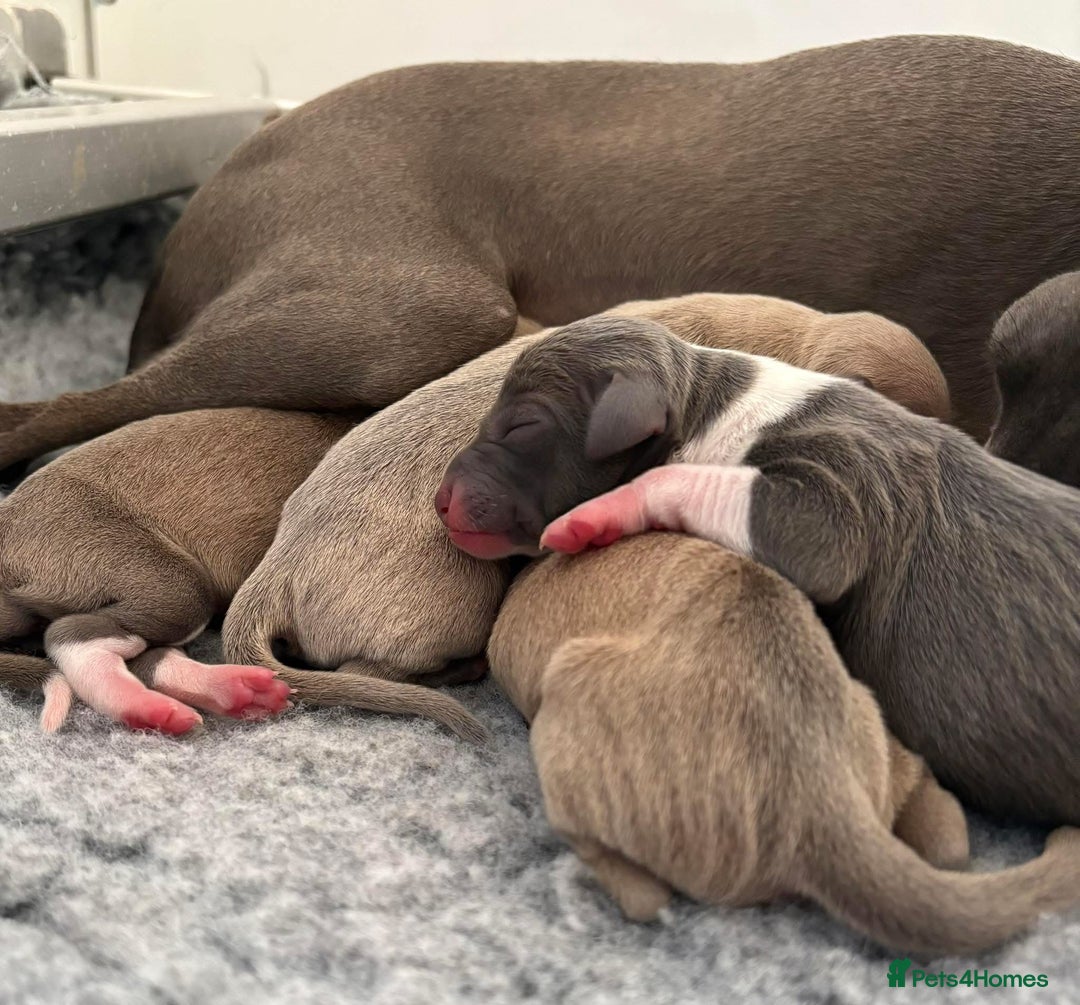 Italian Greyhound dogs for sale: Italian Greyhounds 5 Star Licensed Breeder - Image 2
