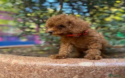Toy Poodle dogs for sale: Adorable Toy Poodle Puppies  - Image 15