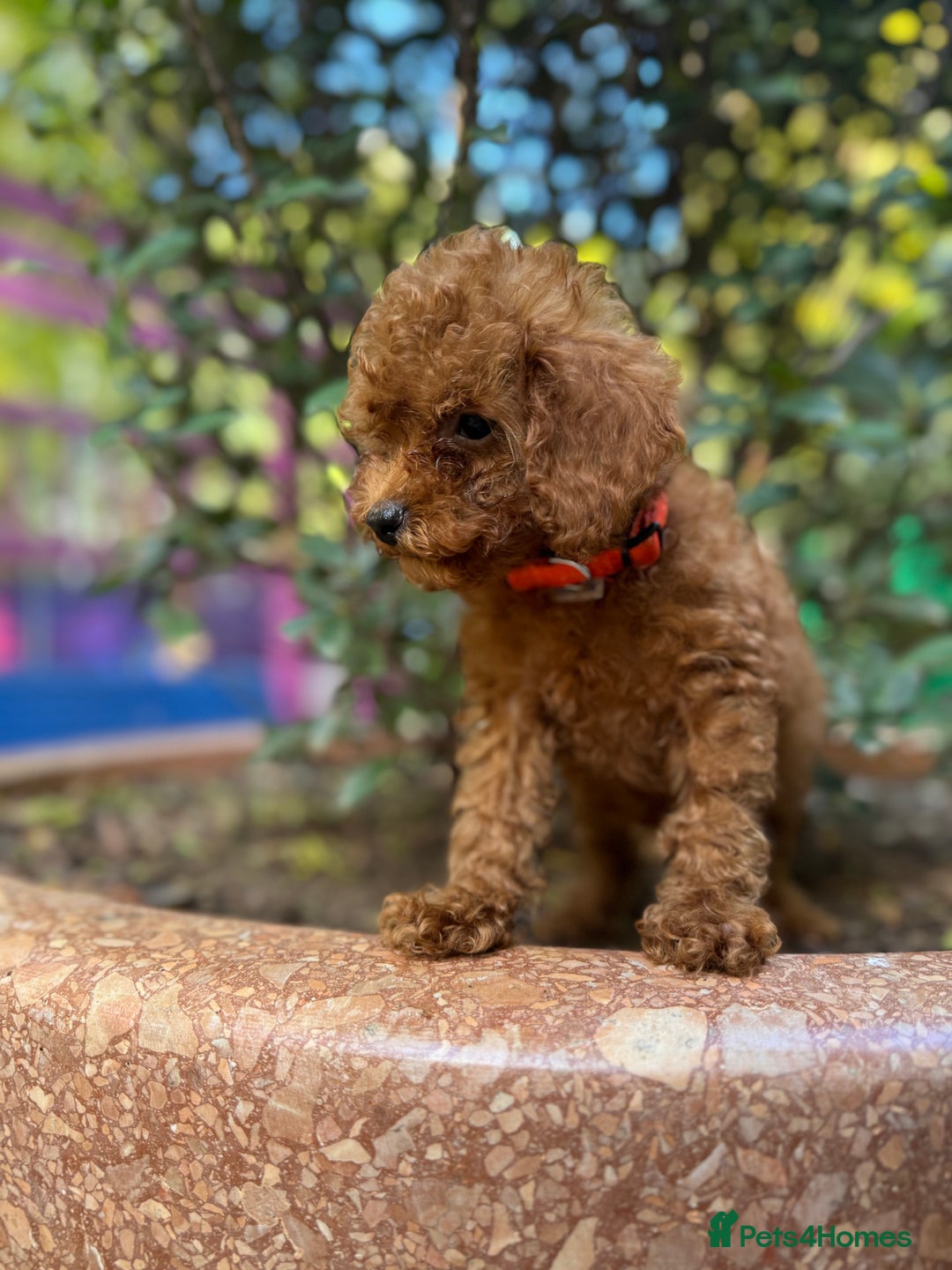 Toy Poodle dogs for sale: Adorable Toy Poodle Puppies  - Image 15