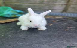 Mini Lion Lop rabbits for sale: Mixed breeds of rabbits - Image 3