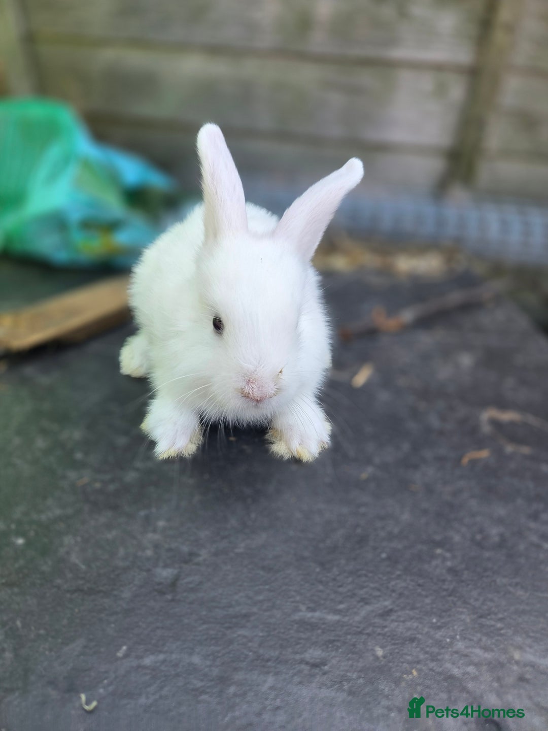 Mini Lion Lop rabbits for sale: Mixed breeds of rabbits - Image 3